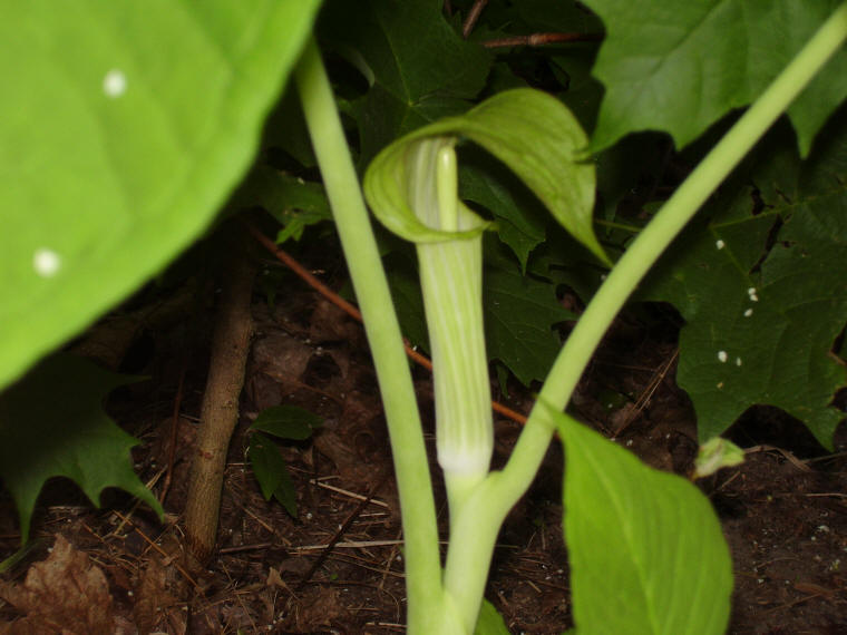 Jack in the Pulpit (Arisaema triphyllum) - 24