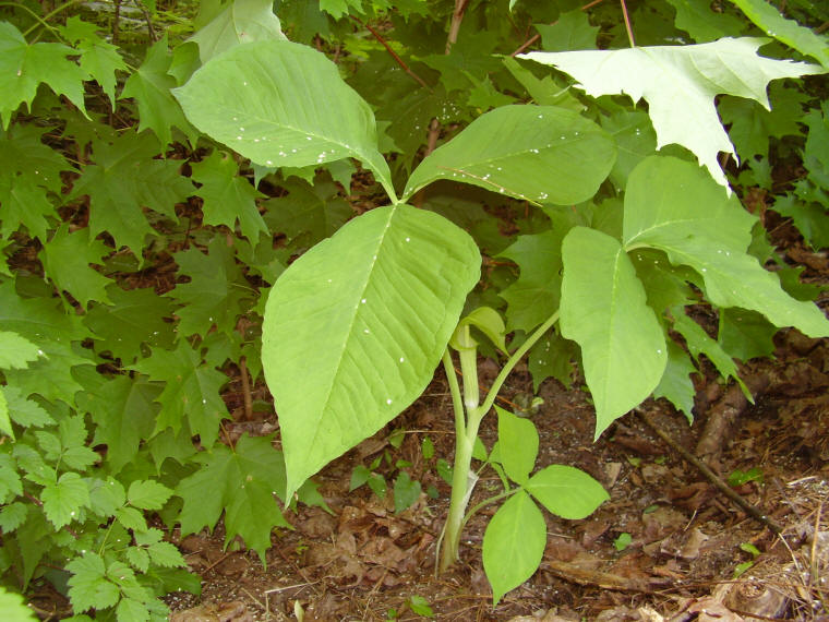 Jack in the Pulpit (Arisaema triphyllum) - 25