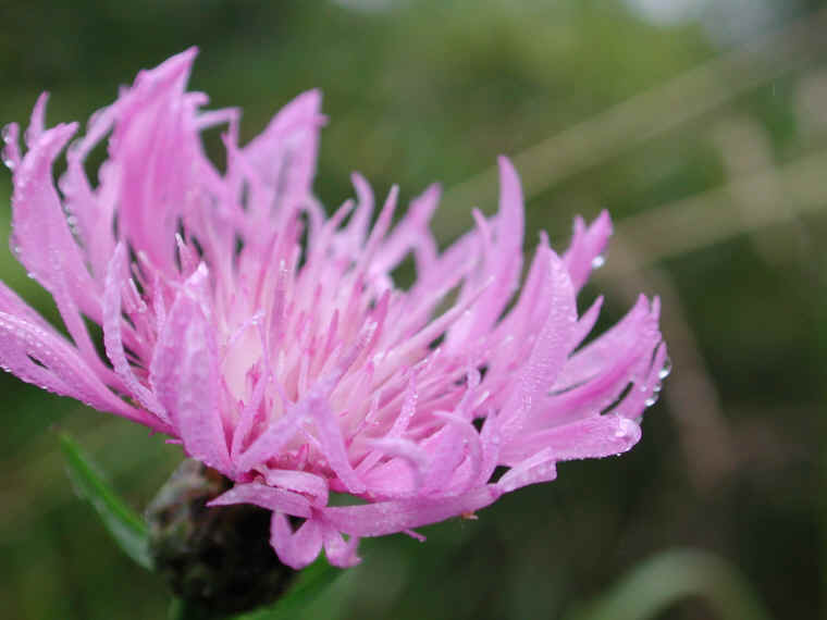 Knapweed - Star Thistle - Bachelor's Button (Centaurea spp.) - 14