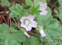 Common Mallow (Malva neglecta) - 02a