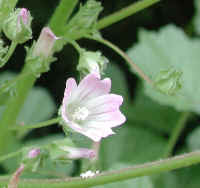 Common Mallow (Malva neglecta) - 03c