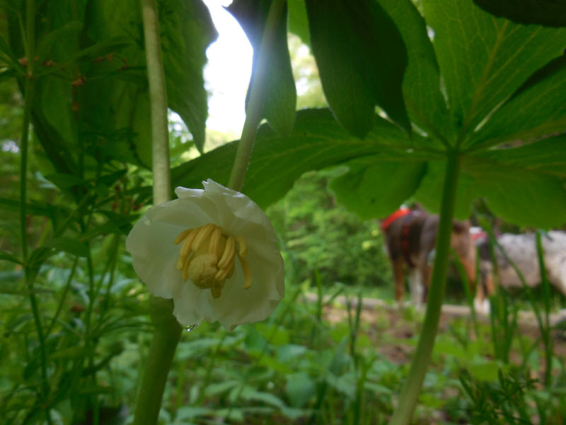 Mayapple - 20220528-01