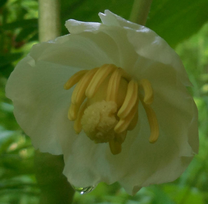 Mayapple - 20220528-01a