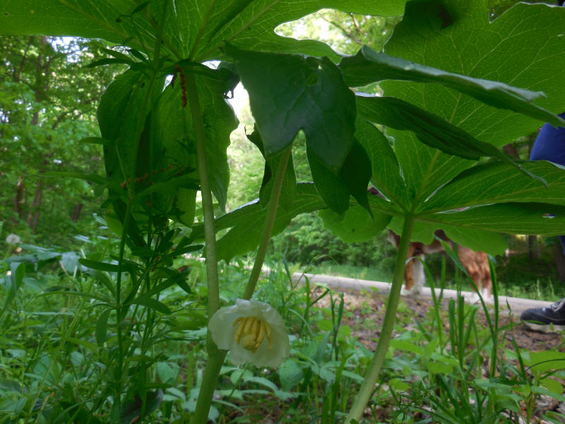 Mayapple - 20220528-02