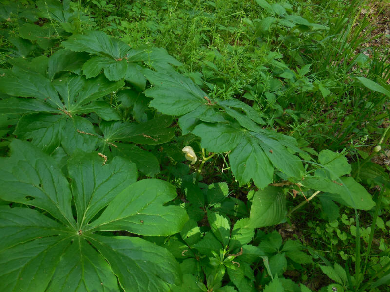 Mayflower - 20220528-05