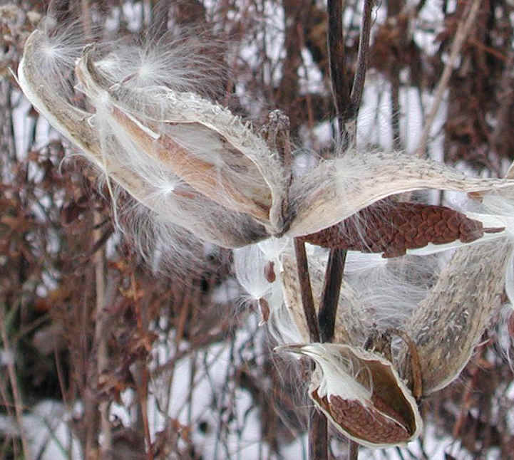 Milkweed (Asclepias syriaca) - 14a