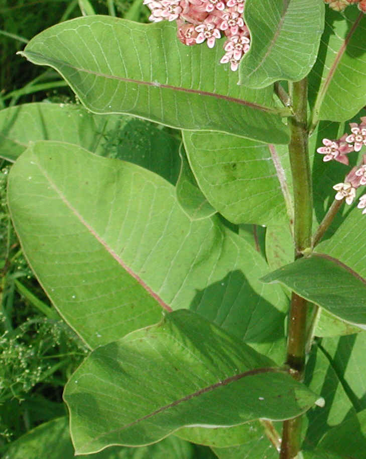 Milkweed (Asclepias syriaca) - 16