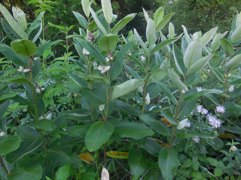 Milkweed-18