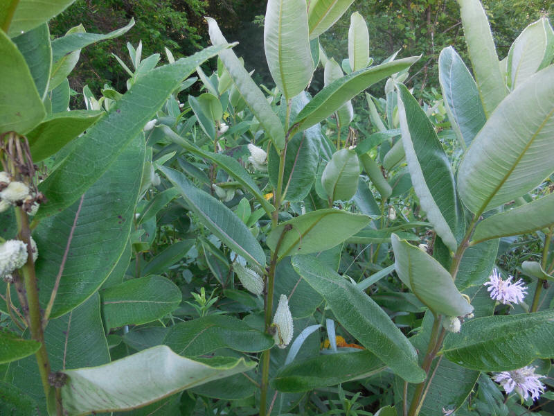 Milkweed-19