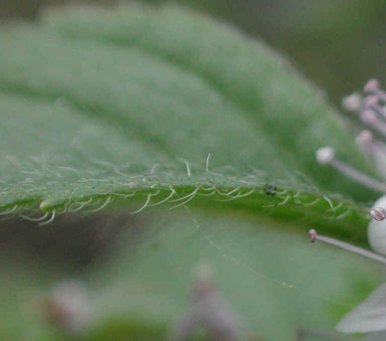 Mint, American or Wild (Mentha arvensis) - 06b