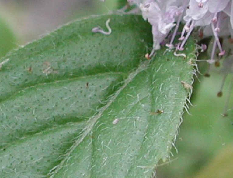 Mint, American or Wild (Mentha arvensis) - 07b