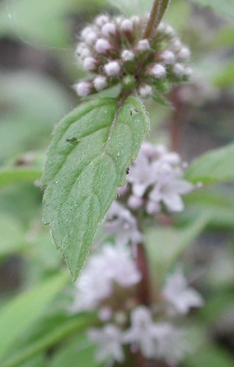 Mint, American or Wild (Mentha arvensis) - 08