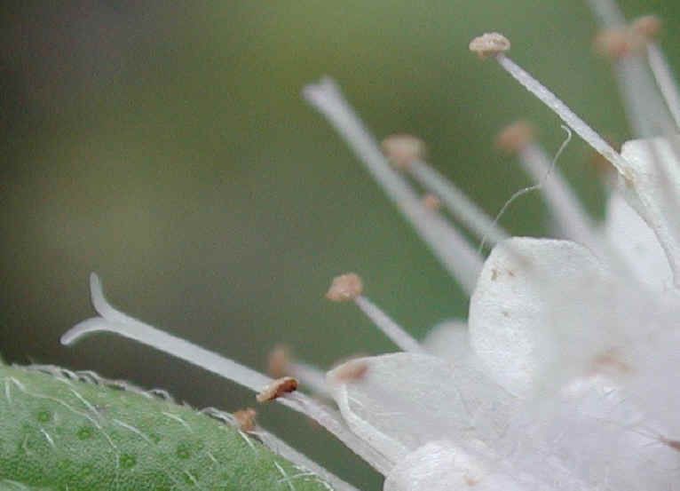 Mint, American or Wild (Mentha arvensis) - 12