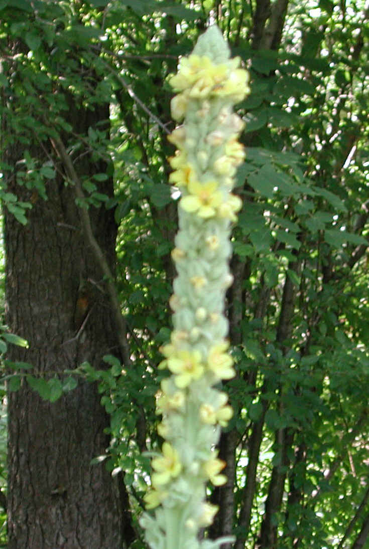 Common Mullein (Verbascum thapsus) - 03