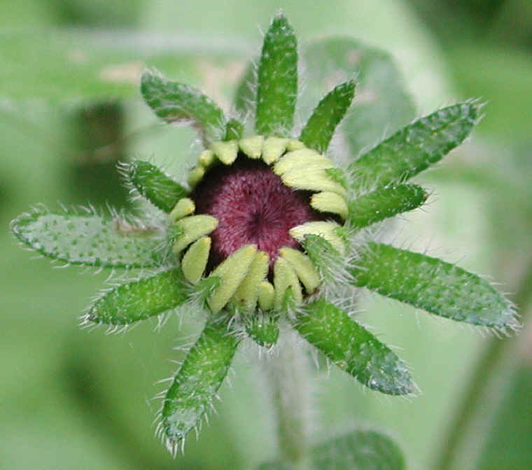 Orange Coneflower (Rudbeckia fulgida) - 10