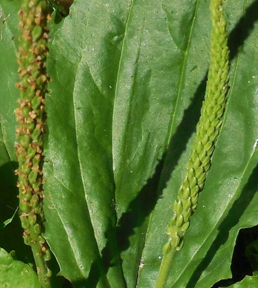 Plantain, Broadleaf (Plantago major) - 02a