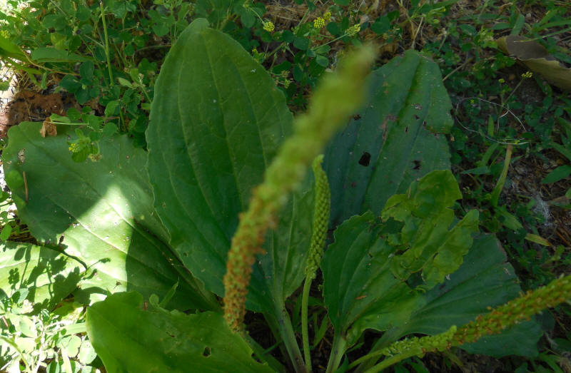 Plantain, Broadleaf (plantago major) - 03