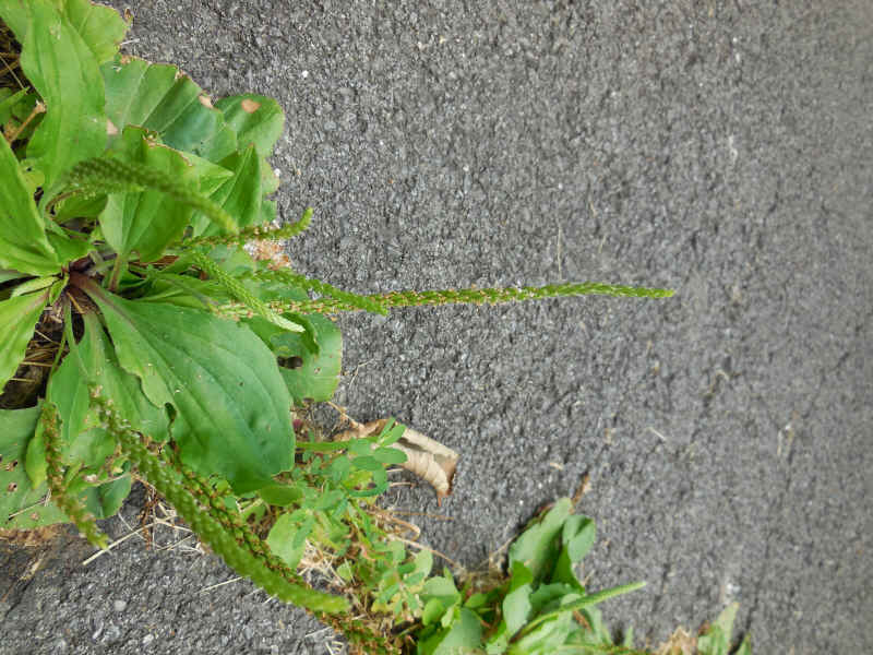 Plantain, Broadleaf (Plantago major) - 04