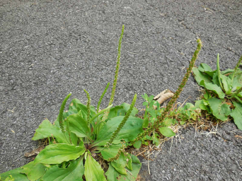 Plantain, Broasleaf - 05
