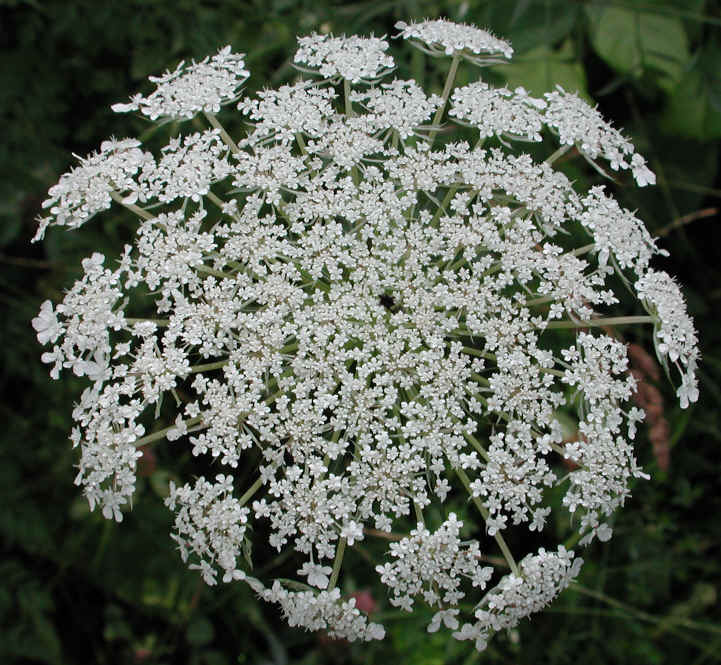 Queen Anne's Lace (Daucus carota) - 03