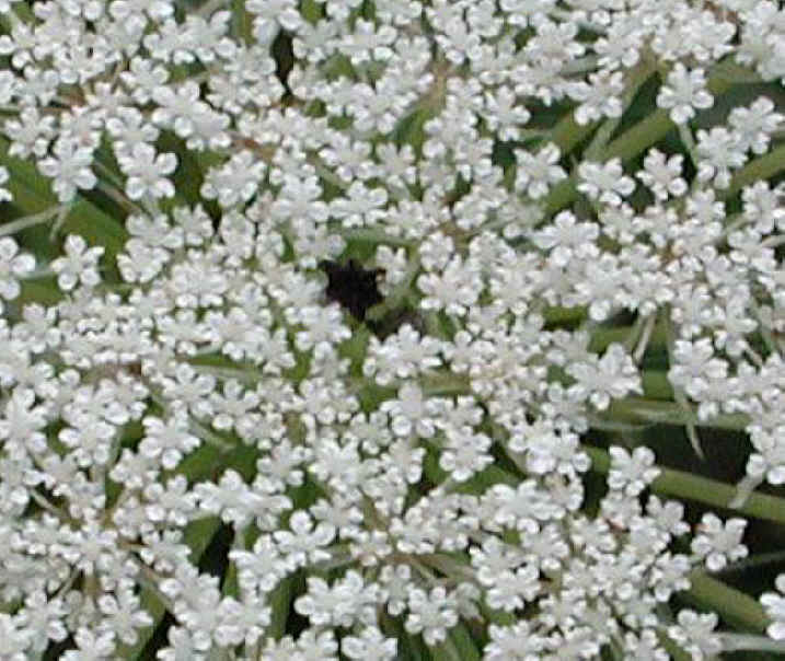 Queen Anne's Lace (Daucus carota) - 03b