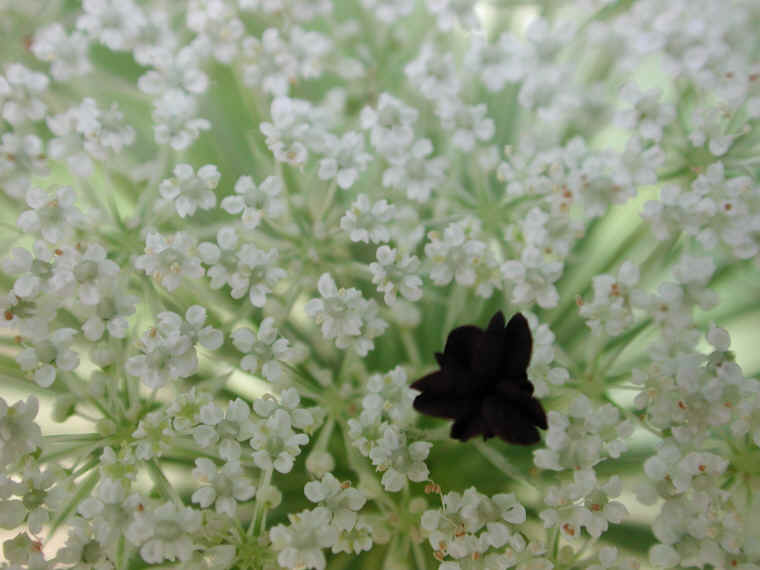 Queen Anne's Lace (Daucus carota) - 10