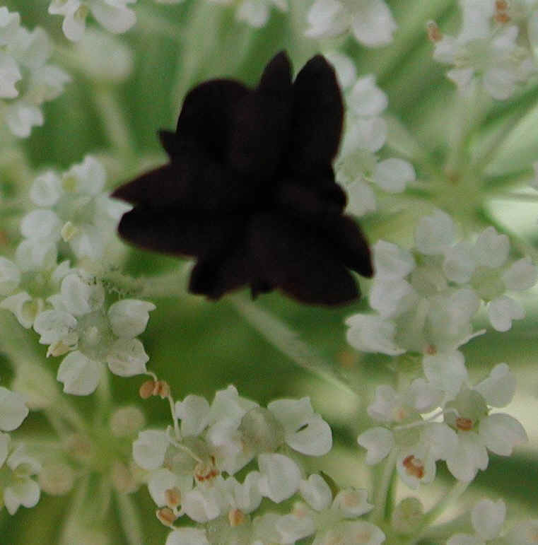Queen Anne's Lace (Daucus carota) - 10a