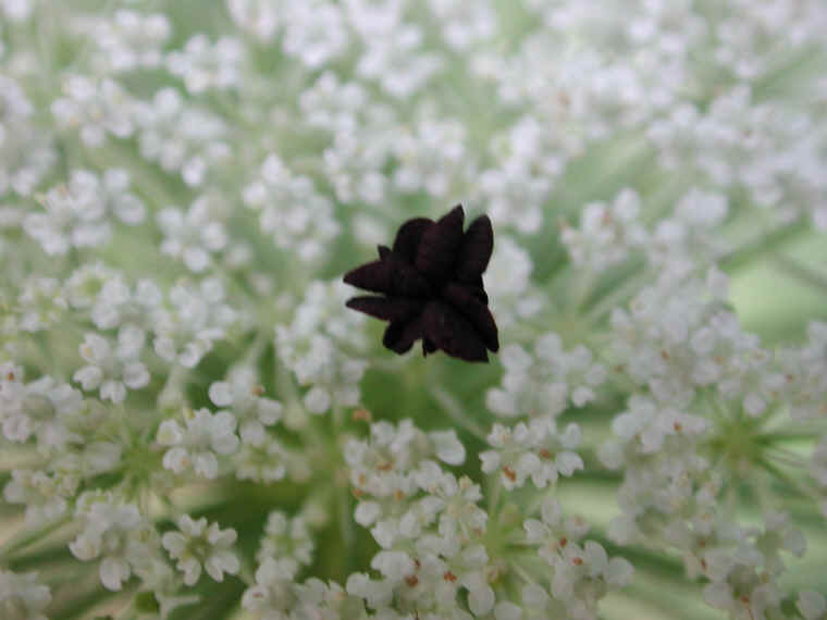 Queen Anne's Lace (Daucus carota) - 11