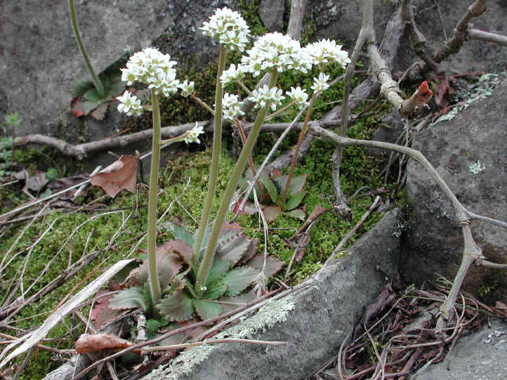 Saxifrage, Early - 10