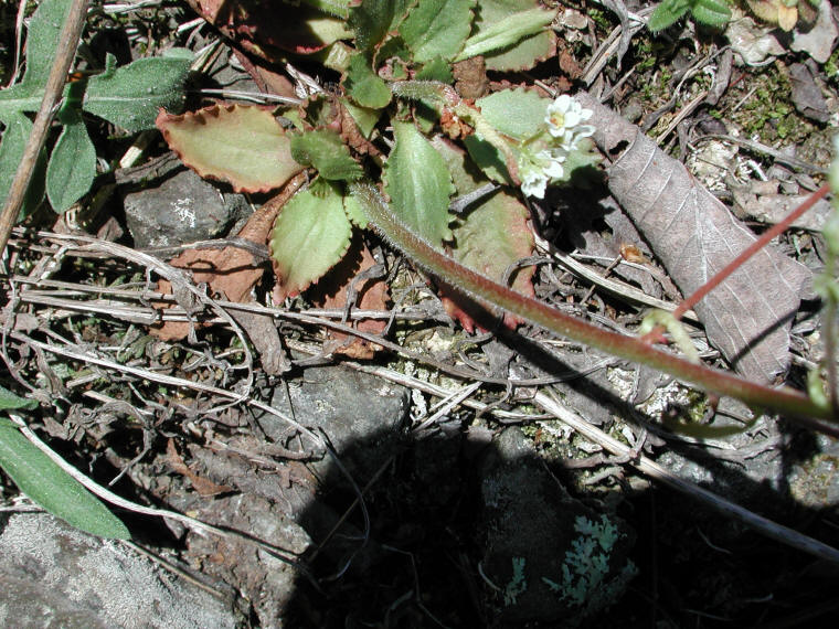 Saxifrage, Early - 19