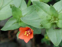 Scarlet Pimpernel (Anagallis avensis)