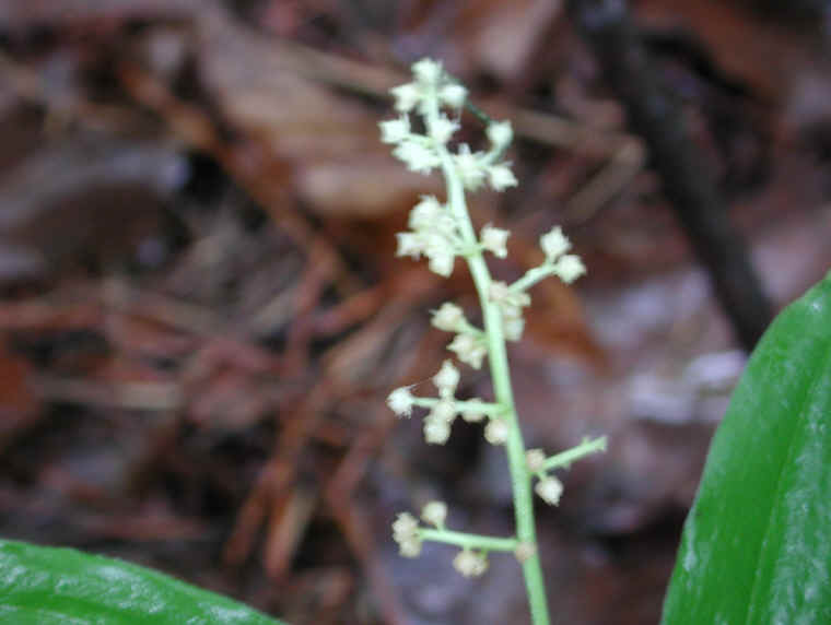 Solomon's Seal, False - 02