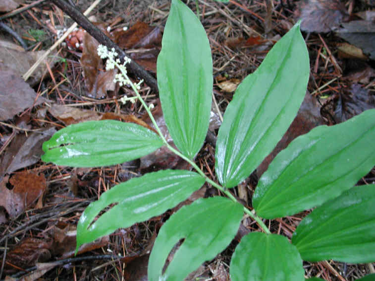 Solomon's Seal, False - 04