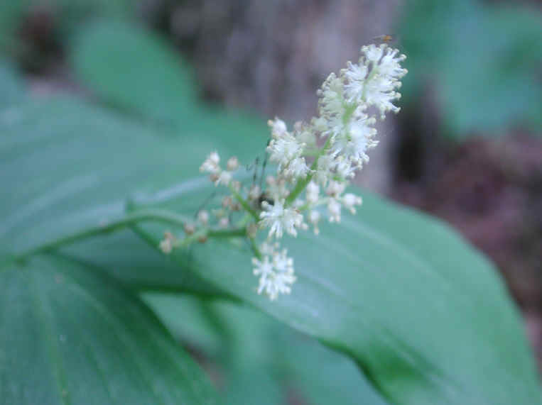 Solomon's Seal, False - 07