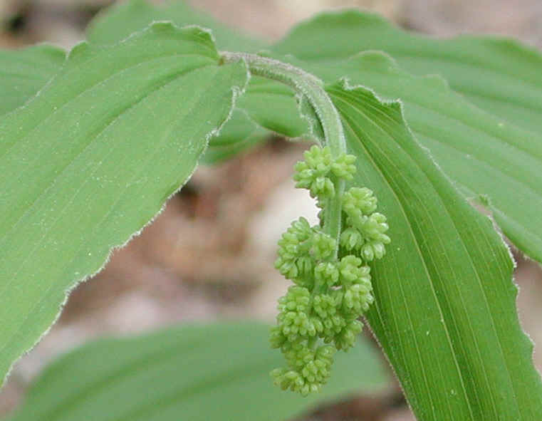 Solomon's Seal, False - 08a