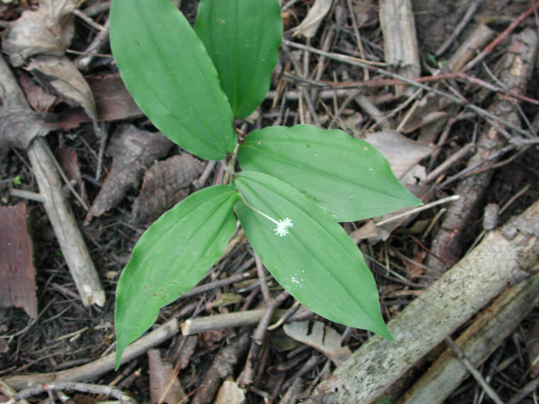 Solomon's Seal, False - 14
