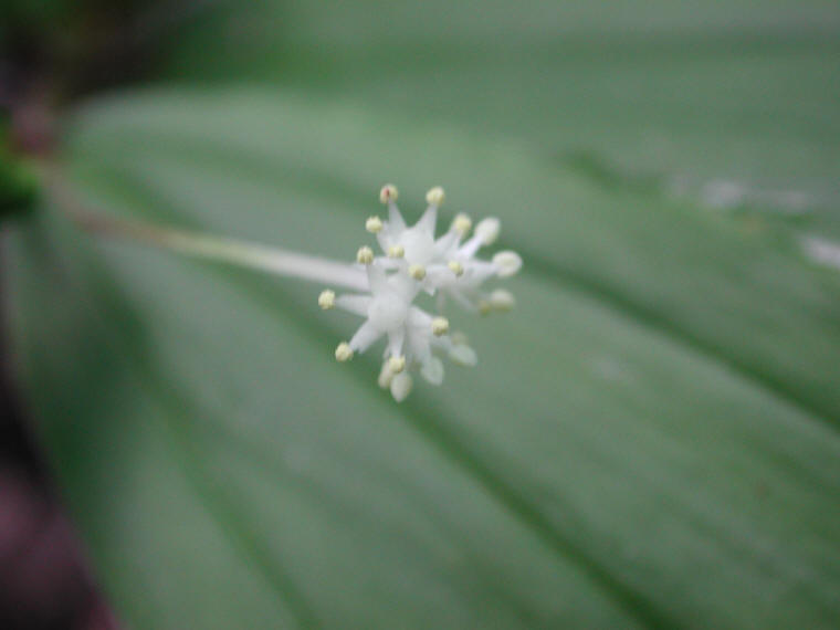 Solomon's Seal, False - 15