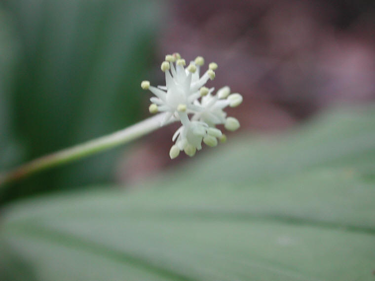Solomon's Seal, False - 16