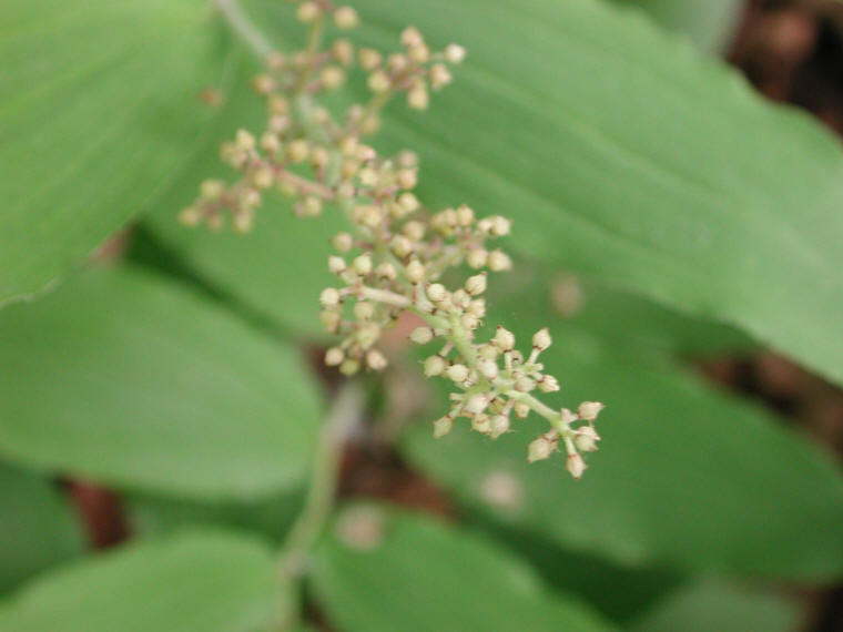 Solomon's Seal, False - 18