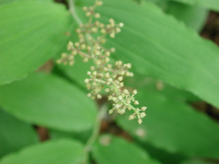 Solomon's Seal, False - 19