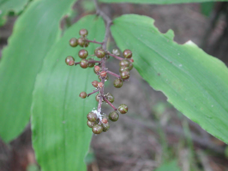 Solomon's Seal, False - 20