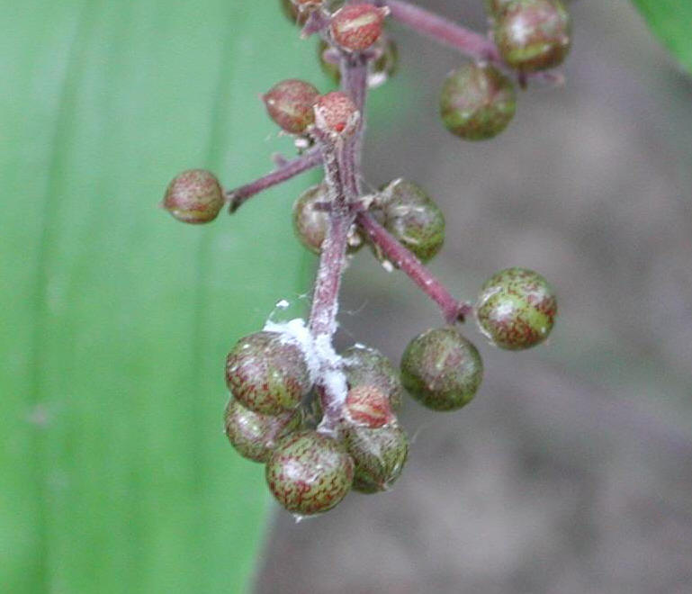 Solomon's Seal, False - 20a