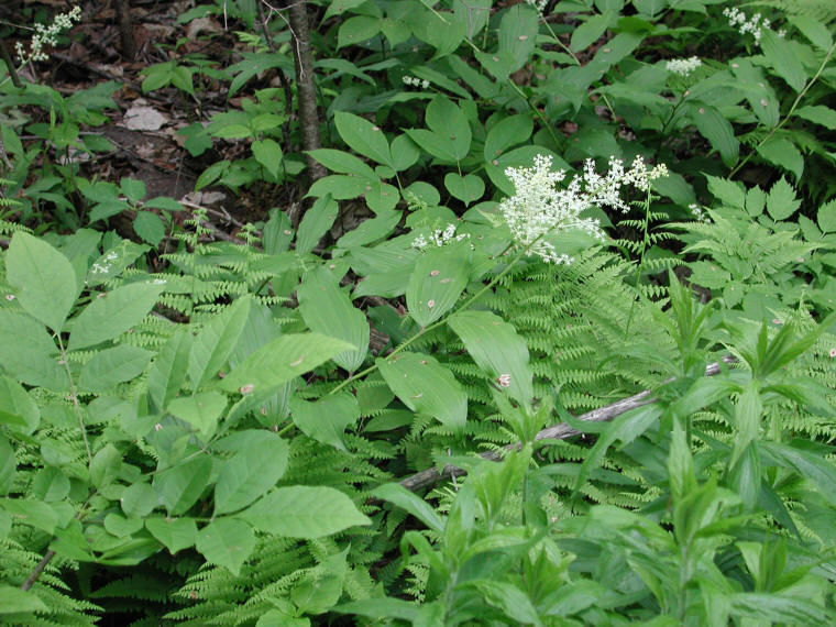 Solomon's Seal, False - 23