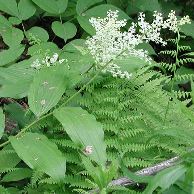 Solomon's Seal, False - 23a