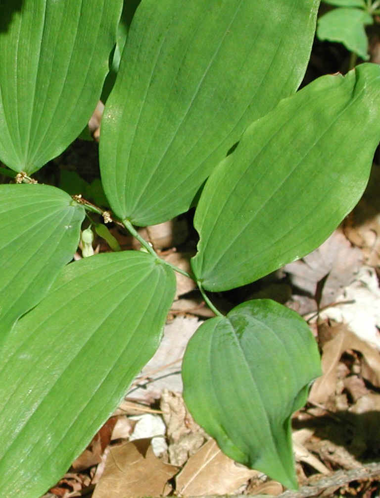 Solomon's Seal, Hairy (Polygonatum pubescens) - 01a