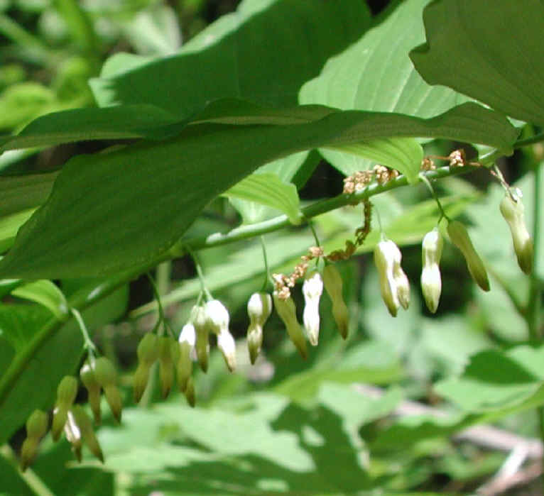 Solomon's Seal, Hairy (Polygonatum pubescens) - 02