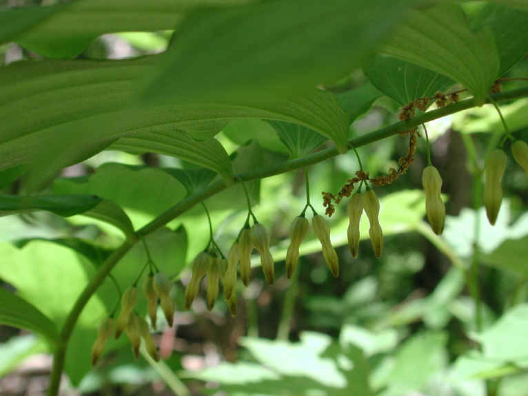 Solomon's Seal, Hairy (Polygonatum pubescens) - 03