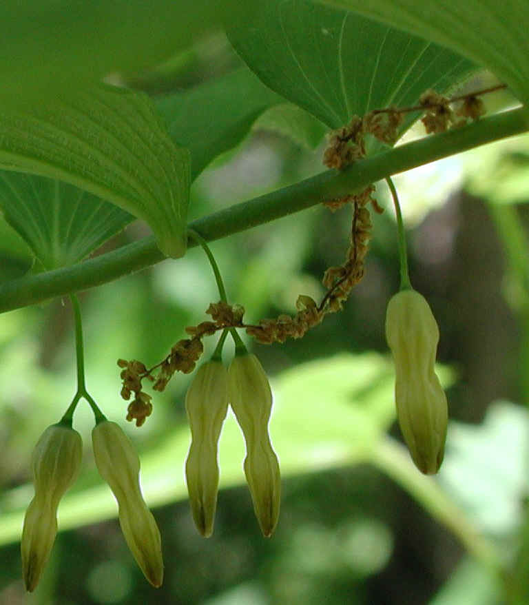 Solomon's Seal, Hairy (Polygonatum pubescens) - 03a