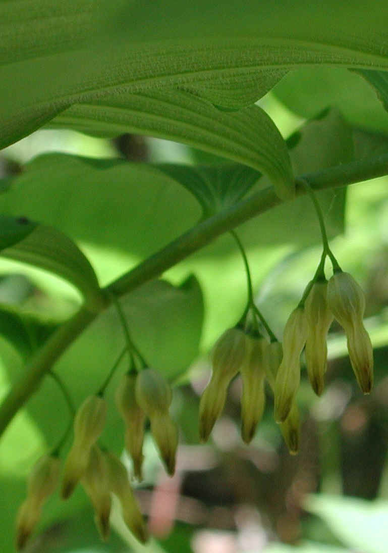 Solomon's Seal, Hairy (Polygonatum pubescens) - 03b