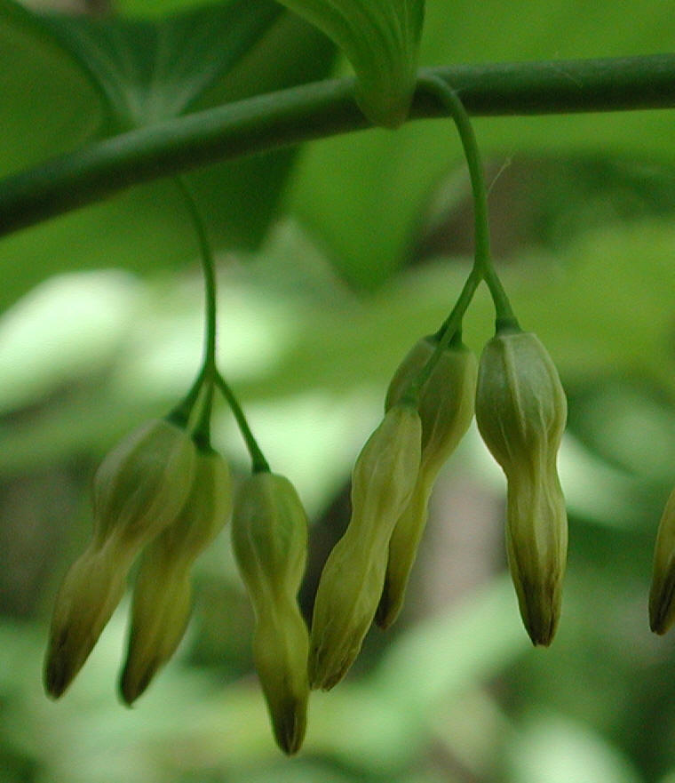Solomon's Seal, Hairy (Polygonatum pubescens) - 08a
